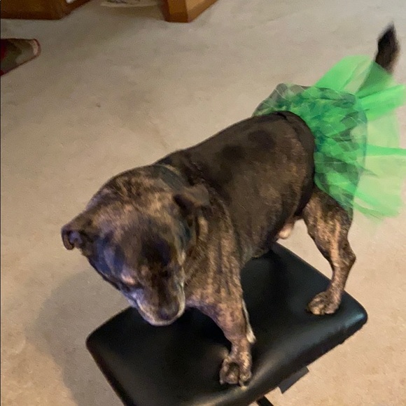 Pet Shop Boutique TuTu (sm-med) size Dog - Picture 2 of 4